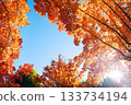 Suita City's Three-Colored Road in Autumn 133734194