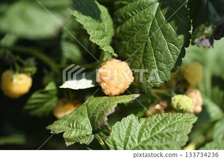 Yellow raspberries on a green bush. Yellow berries on a bright day. 133734236