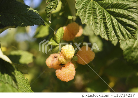Yellow raspberries on a green bush. Yellow berries on a bright day. 133734237