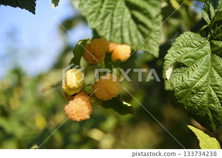 Yellow raspberries on a green bush. Yellow berries on a bright day. Yellow raspberries on a green bush. Yellow berries on a bright day. 133734238
