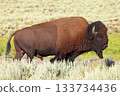 Bison portrait in Yellowstone National Park, USA 133734436