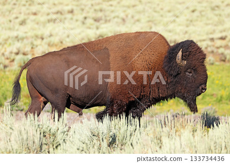Bison portrait in Yellowstone National Park, USA Bison portrait in Yellowstone National Park, USA 133734436