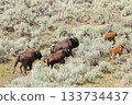 Bisons in Lamar Valley, Yellowstone National Park, USA 133734437