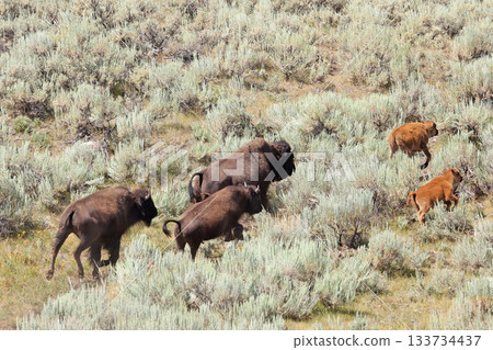 Bisons in Lamar Valley, Yellowstone National Park, USA 133734437