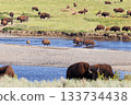 Bisons in Lamar Valley, Yellowstone National Park, USA 133734438