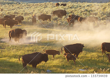 Bisons in Lamar Valley, Yellowstone National Park, USA Bisons in Lamar Valley, Yellowstone National Park, USA 133734439