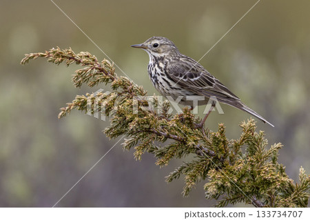 Meadow pipit perched on a branch in Norway's natural landscape during a sunny day Meadow pipit perched on a branch in Norway's natural landscape during a sunny day 133734707
