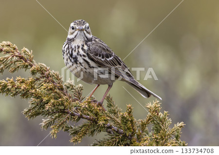 Meadow pipit perched on a branch in Norway's natural landscape during a sunny day 133734708
