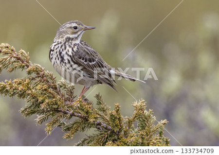 Meadow pipit perched on a branch in Norway's natural landscape during a sunny day 133734709