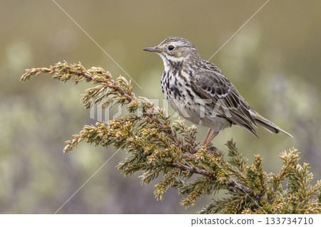 Meadow pipit perched on a branch in Norway's natural landscape during a sunny day Meadow pipit perched on a branch in Norway's natural landscape during a sunny day 133734710