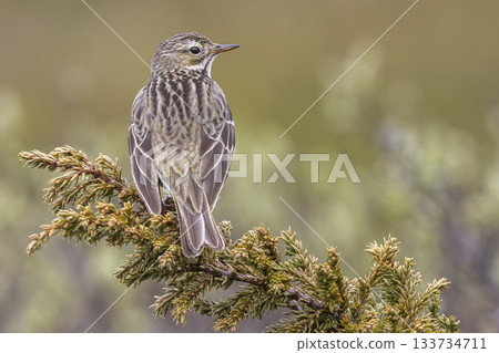 Meadow pipit perched on a branch in Norway's natural landscape during a sunny day Meadow pipit perched on a branch in Norway's natural landscape during a sunny day 133734711