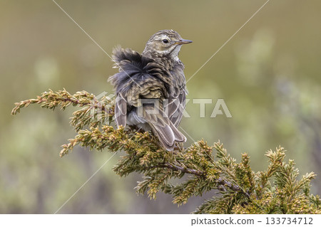 Meadow pipit perched on a branch in Norway's natural landscape during a sunny day 133734712