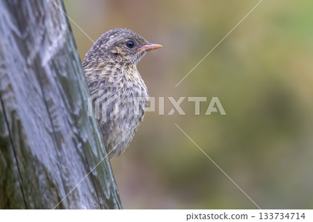 Juvenile dunnock perched on tree in Jotunheimen national park near Tesse lake, Norway during early morning 133734714