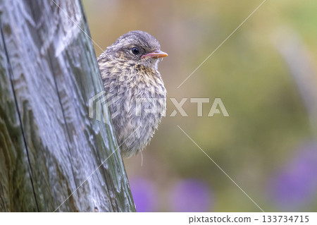 Juvenile dunnock perches on bark in Jotunheimen national park near lake Tesse, Norway during early morning light 133734715
