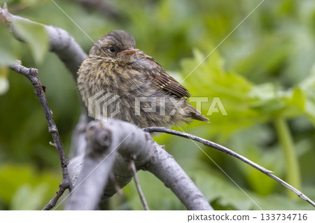 Dunnock perched quietly on a branch in Jotunheimen national park near lake Tesse, Norway 133734716