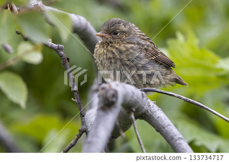 Juvenile dunnock perched on a branch surrounded by greenery in Jotunheimen national park near lake Tesse, Norway 133734717