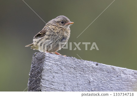 Juvenile dunnock resting on weathered wood in Jotunheimen national park near lake Tesse in Norway 133734718