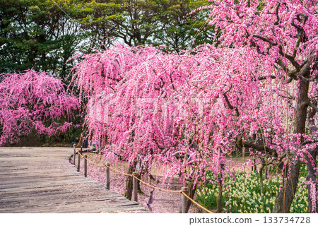 Nabana no Sato "Weeping Plum Tree" (Nagashima Resort, Kuwana City, Mie Prefecture) 133734728