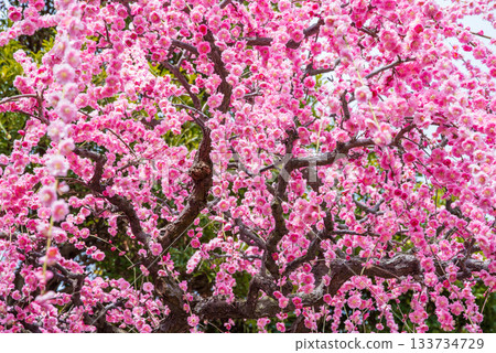 名花之裡「垂梅」(三重縣桑名市長島度假村) 名花之裡「垂梅」(三重縣桑名市長島度假村) 133734729