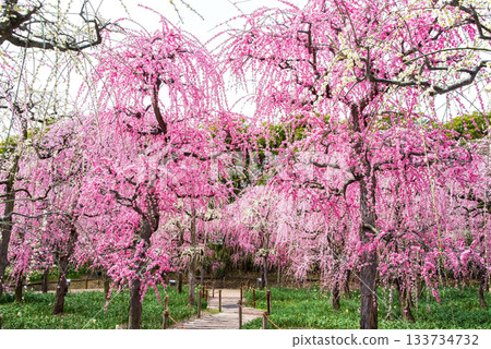 Nabana no Sato "Weeping Plum Tree" (Nagashima Resort, Kuwana City, Mie Prefecture) 133734732