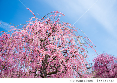 Nabana no Sato "Weeping Plum Tree" (Nagashima Resort, Kuwana City, Mie Prefecture) Nabana no Sato "Weeping Plum Tree" (Nagashima Resort, Kuwana City, Mie Prefecture) 133734738