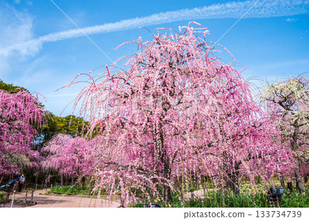 Nabana no Sato "Weeping Plum Tree" (Nagashima Resort, Kuwana City, Mie Prefecture) Nabana no Sato "Weeping Plum Tree" (Nagashima Resort, Kuwana City, Mie Prefecture) 133734739
