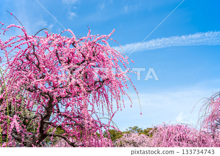 名花之裡「垂梅」（三重縣桑名市長島度假村） 133734743