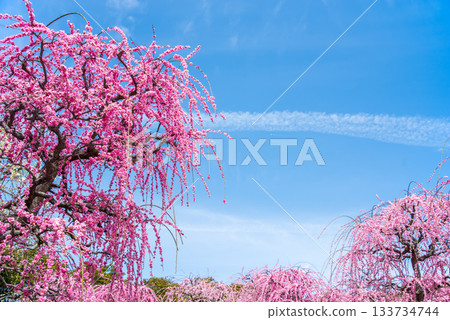 Nabana no Sato "Weeping Plum Tree" (Nagashima Resort, Kuwana City, Mie Prefecture) 133734744