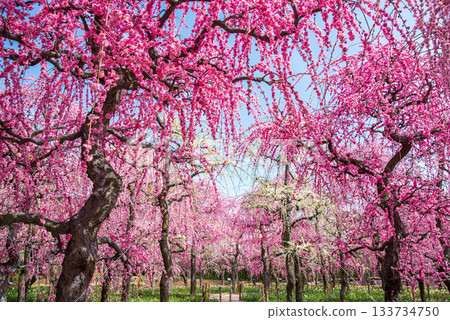 Nabana no Sato "Weeping Plum Tree" (Nagashima Resort, Kuwana City, Mie Prefecture) Nabana no Sato "Weeping Plum Tree" (Nagashima Resort, Kuwana City, Mie Prefecture) 133734750