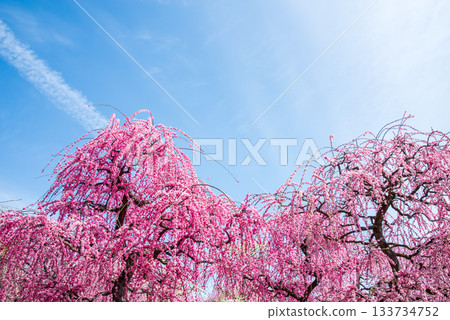 名花之裡「垂梅」（三重縣桑名市長島度假村） 133734752