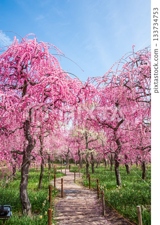 名花之裡「垂梅」（三重縣桑名市長島度假村） 133734753