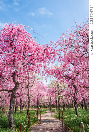 名花之裡「垂梅」（三重縣桑名市長島度假村） 133734754