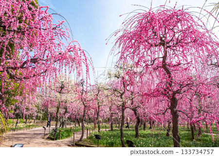 名花之裡「垂梅」(三重縣桑名市長島度假村) 名花之裡「垂梅」(三重縣桑名市長島度假村) 133734757