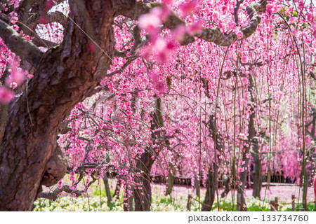 Nabana no Sato "Weeping Plum Tree" (Nagashima Resort, Kuwana City, Mie Prefecture) 133734760
