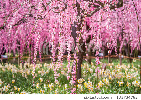 名花之裡「垂梅」（三重縣桑名市長島度假村） 133734762
