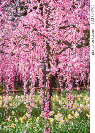 Nabana no Sato "Weeping Plum Tree" (Nagashima Resort, Kuwana City, Mie Prefecture) Nabana no Sato "Weeping Plum Tree" (Nagashima Resort, Kuwana City, Mie Prefecture) 133734763