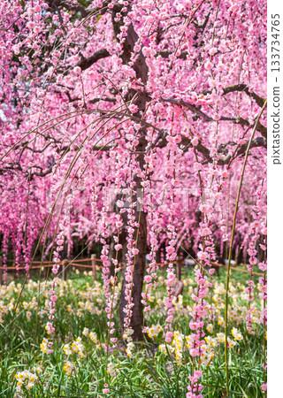 名花之裡「垂梅」（三重縣桑名市長島度假村） 133734765