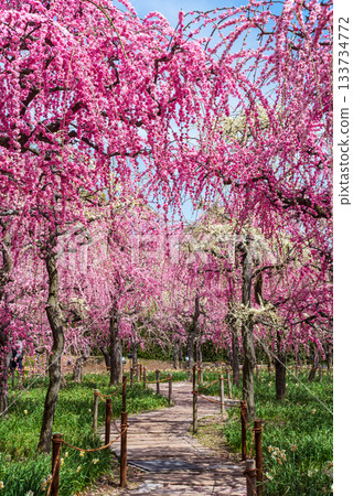 Nabana no Sato "Weeping Plum Tree" (Nagashima Resort, Kuwana City, Mie Prefecture) Nabana no Sato "Weeping Plum Tree" (Nagashima Resort, Kuwana City, Mie Prefecture) 133734772