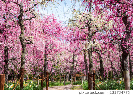 Nabana no Sato "Weeping Plum Tree" (Nagashima Resort, Kuwana City, Mie Prefecture) Nabana no Sato "Weeping Plum Tree" (Nagashima Resort, Kuwana City, Mie Prefecture) 133734775