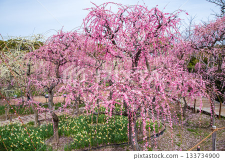 名花之裡「垂梅」(三重縣桑名市長島度假村) 名花之裡「垂梅」(三重縣桑名市長島度假村) 133734900