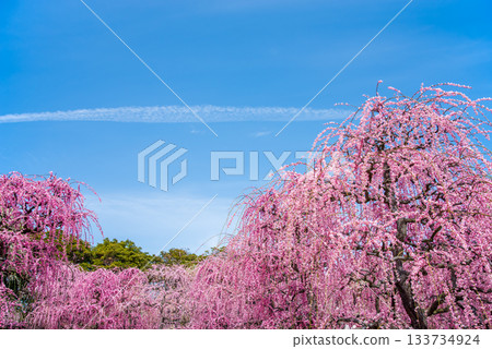 名花之裡「垂梅」(三重縣桑名市長島度假村) 名花之裡「垂梅」(三重縣桑名市長島度假村) 133734924