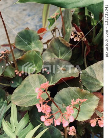 intricate botanical image capturing pink begonia with vibrant foliage and raindrops intricate botanical image capturing pink begonia with vibrant foliage and raindrops 133735043