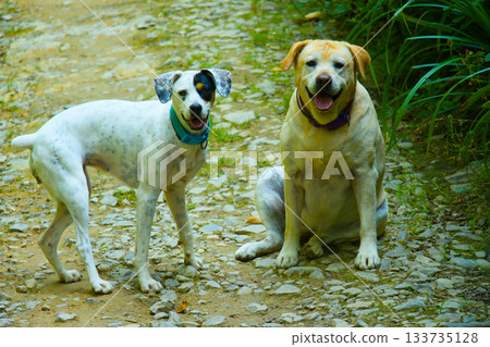 Two Dogs on Mountain Path Two Dogs on Mountain Path 133735128