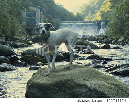 Bodeguero Andaluz Dog on Rock in River Bodeguero Andaluz Dog on Rock in River 133735154
