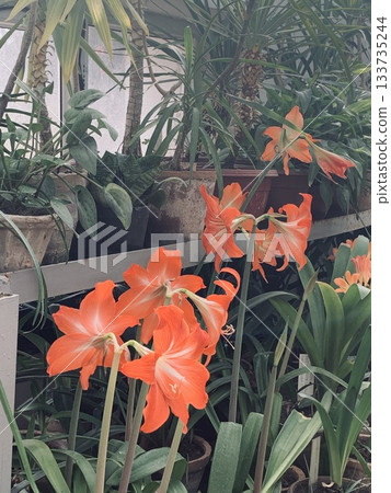 radiant orange amaryllis bloom showcased in sunny conservatory environment radiant orange amaryllis bloom showcased in sunny conservatory environment 133735244