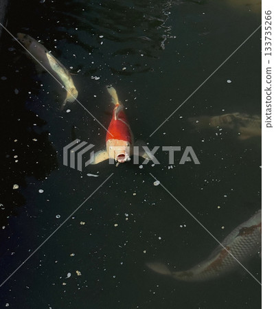 Koi fish. Colorful koi fish. Koi fish are considered as a symbol of good luck, perseverance, and love. Koi fish in a pond. 133735266