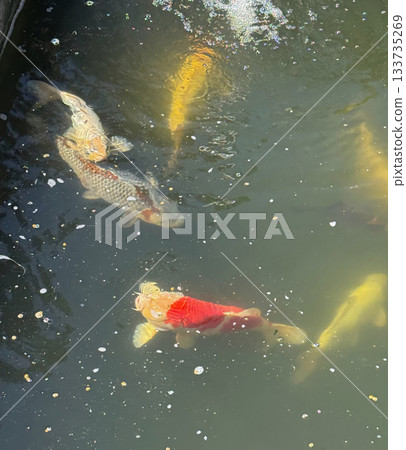 Colorful crap fish or koi fish swimming in water pond. Animal portrait close-up and selective focus photo 133735269
