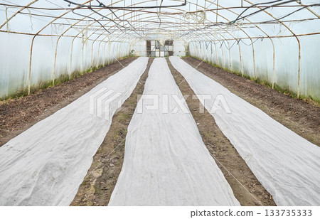 Interior of an organic vegetable greenhouse farm with agrotextile covers. 133735333