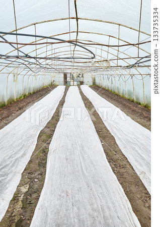Interior of an organic vegetable greenhouse farm with agrotextile covers. 133735334