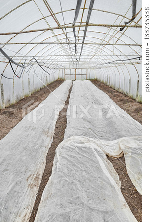 Interior of an organic vegetable greenhouse farm with agrotextile covers. 133735338